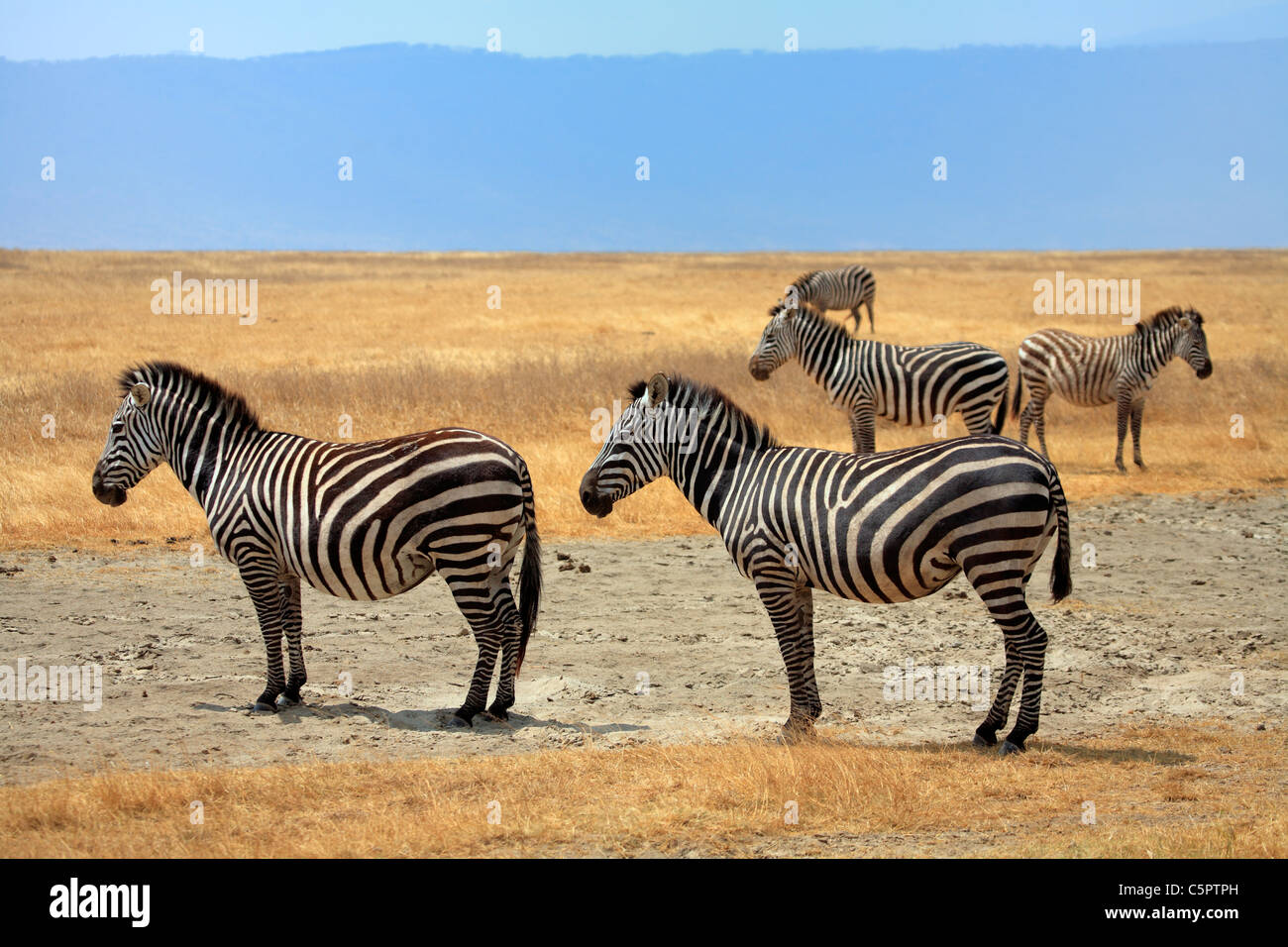 Equus Quagga (Zebra), Ngorongoro Conservation Area, Tansania Stockfoto