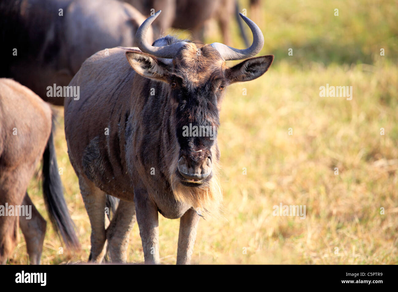 Connochaetes Taurinus (Gnu), Ngorongoro Conservation Area, Tansania Stockfoto