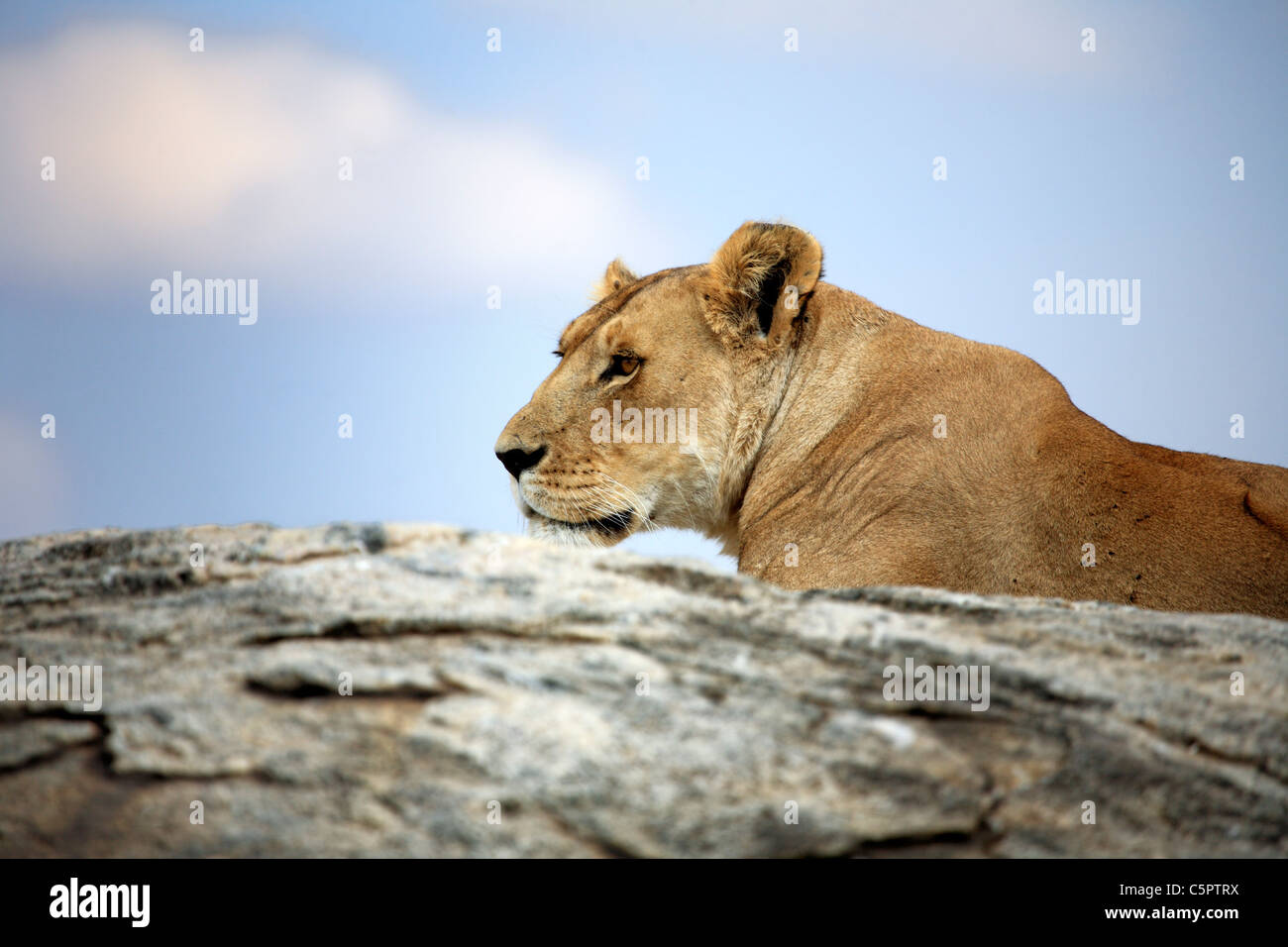 Panthera Leo (Löwe), Serengeti Nationalpark, Tansania Stockfoto