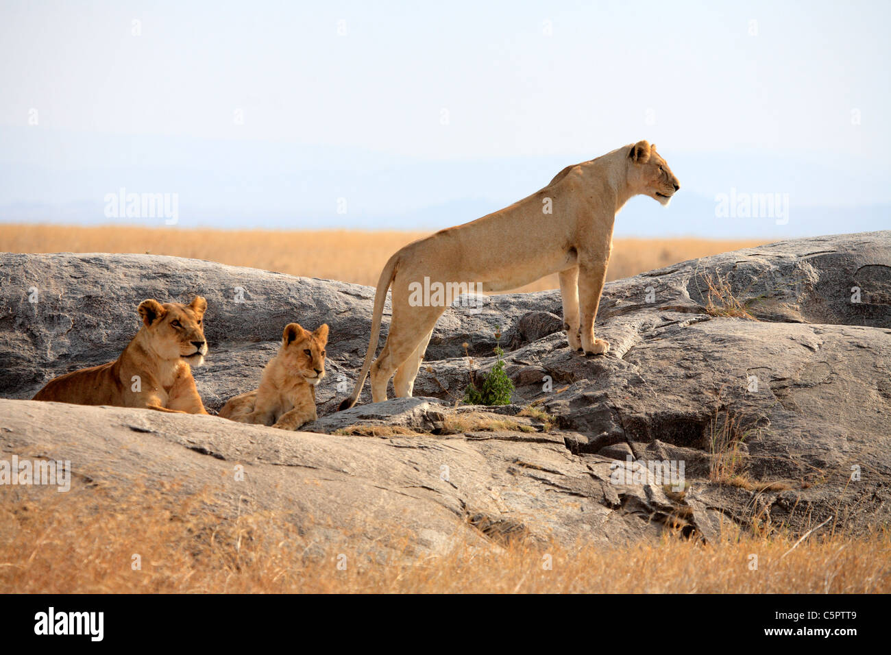 Panthera Leo (Löwe), Serengeti Nationalpark, Tansania Stockfoto