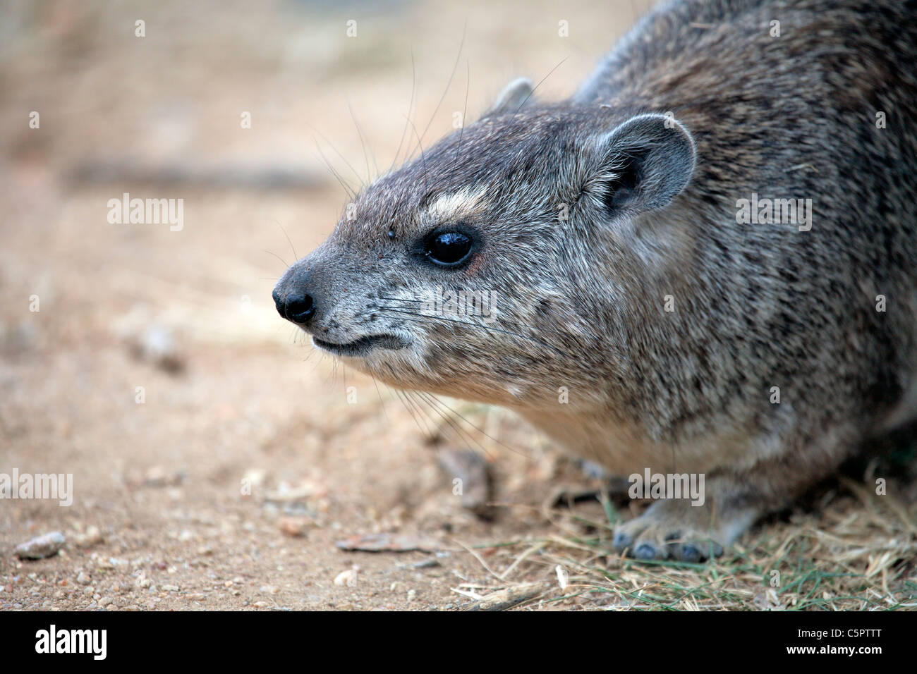 Rock Hyrax (Procavia Capensis), Serengeti Nationalpark, Tansania Stockfoto