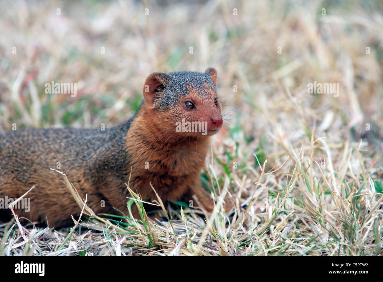 Zwerg Mungo (Helogale Parvula), Serengeti Nationalpark, Tansania Stockfoto