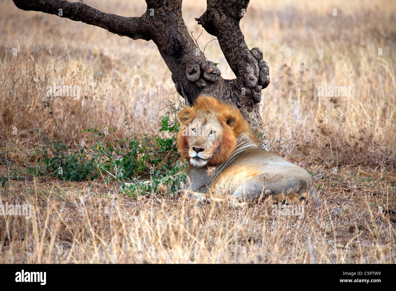 Panthera Leo (Löwe), Serengeti Nationalpark, Tansania Stockfoto