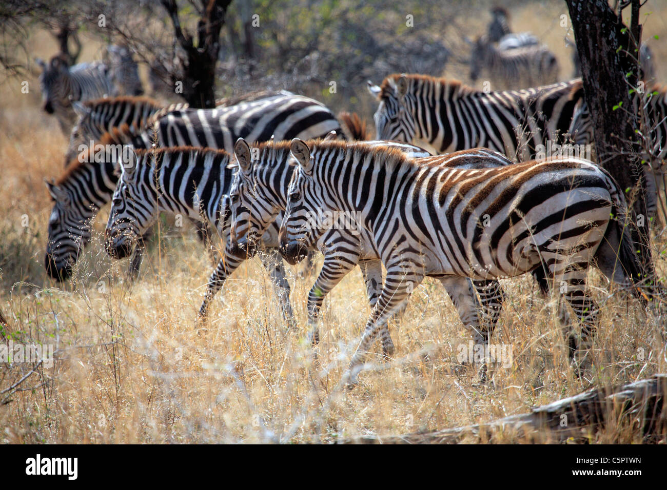 Equus Quagga (Zebra), Serengeti Nationalpark, Tansania Stockfoto