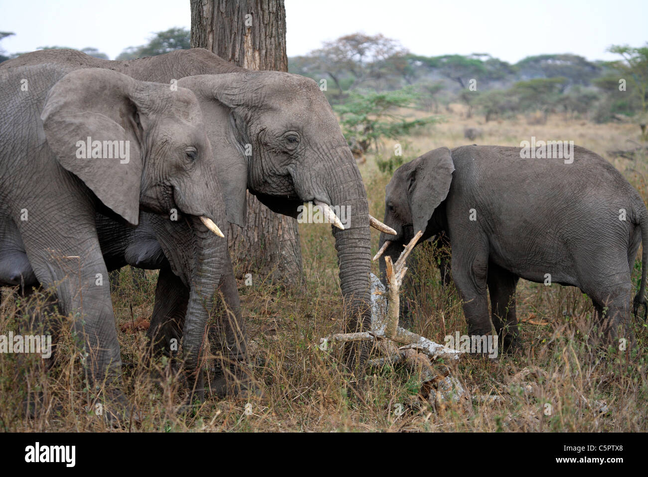 Loxodonta Africana (Elefant), Serengeti Nationalpark, Tansania Stockfoto
