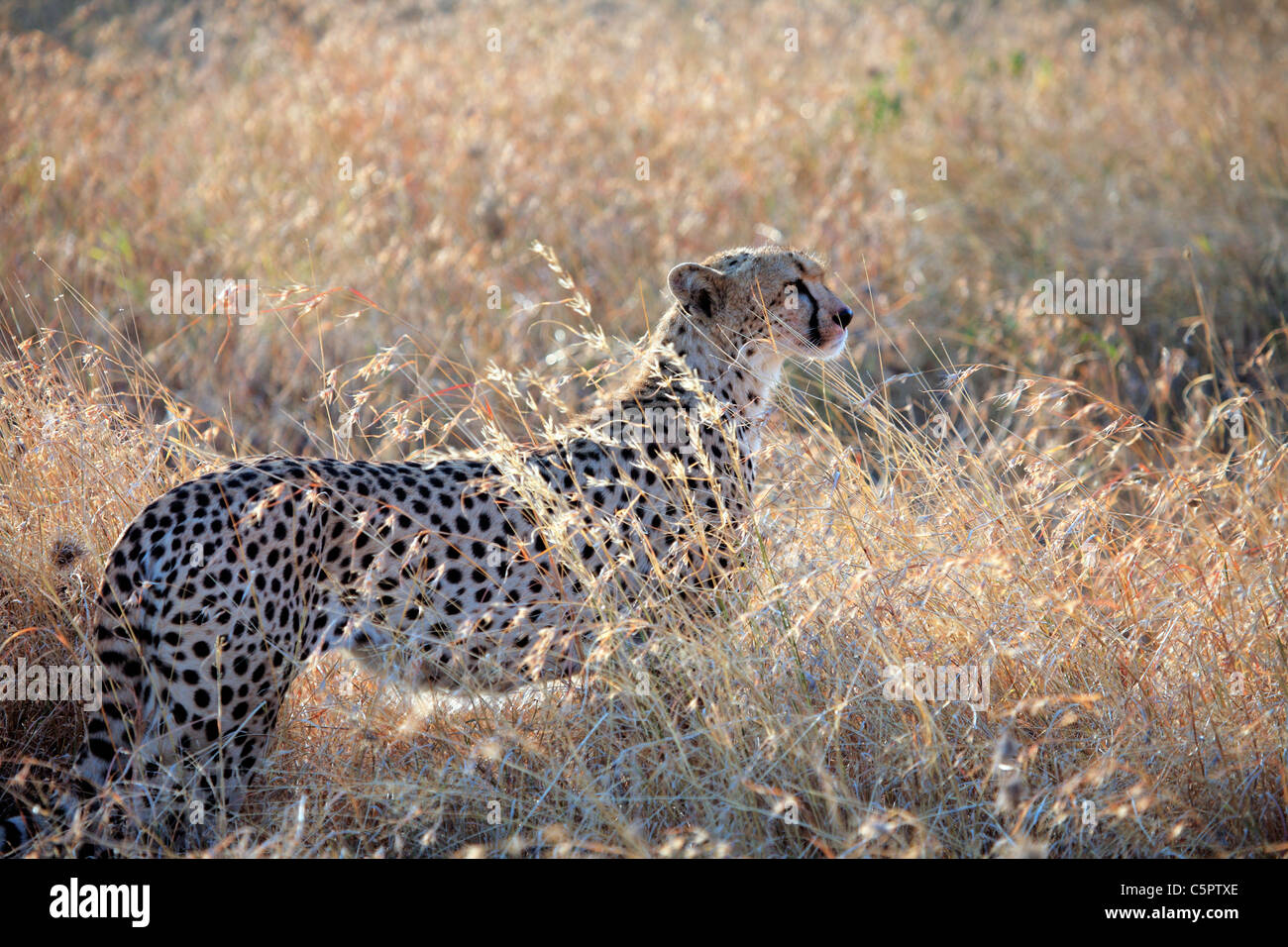 Acinonyx Jubatus (Gepard), Serengeti Nationalpark, Tansania Stockfoto