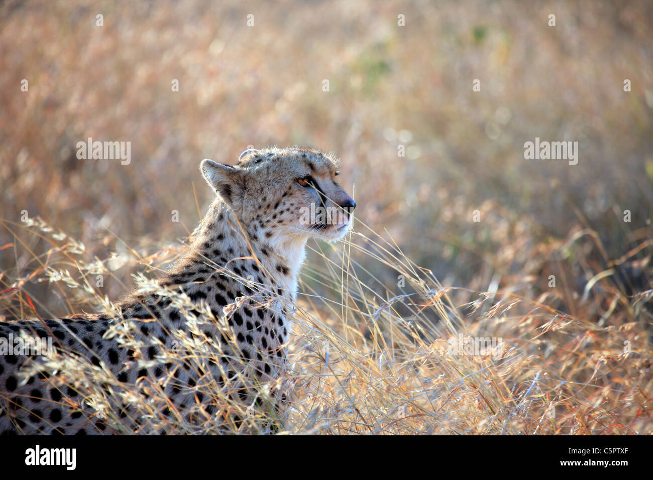 Acinonyx Jubatus (Gepard), Serengeti Nationalpark, Tansania Stockfoto