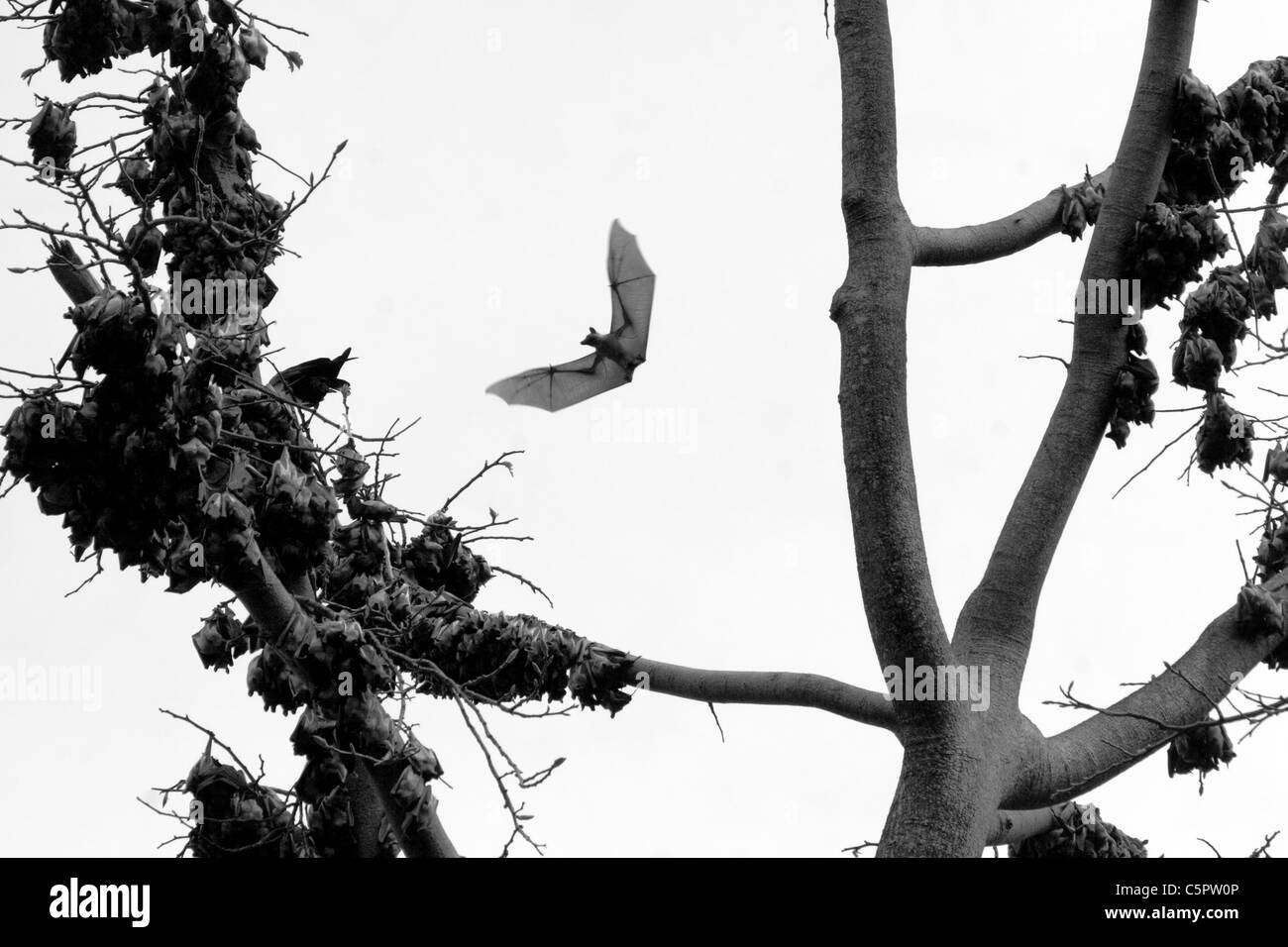 Bangui, Zentralafrikanische Republik Stockfoto
