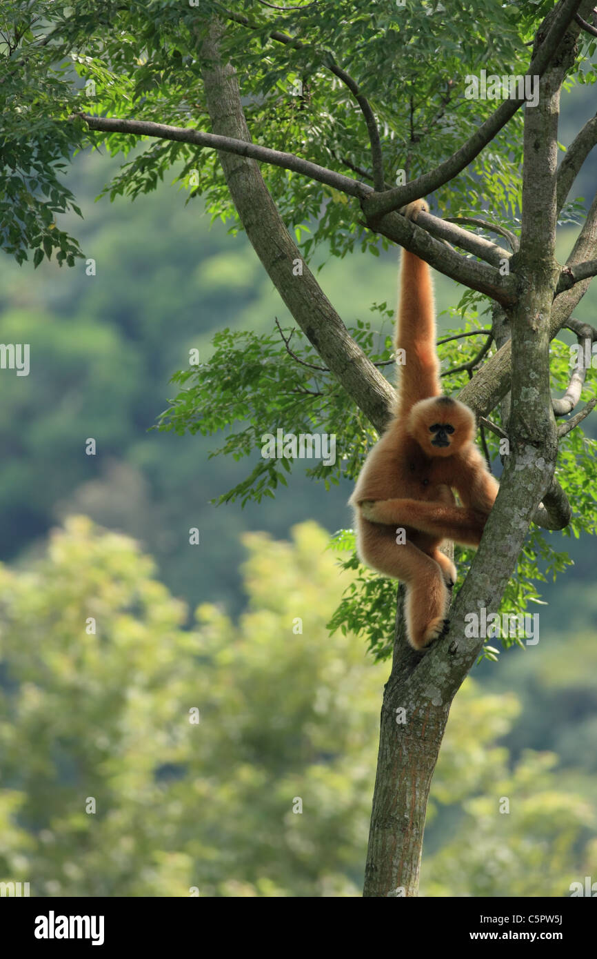 Weibliche Gibbon (Nomascus SP.) hängt an einem Baum, Cuc Phuong, Vietnam Stockfoto