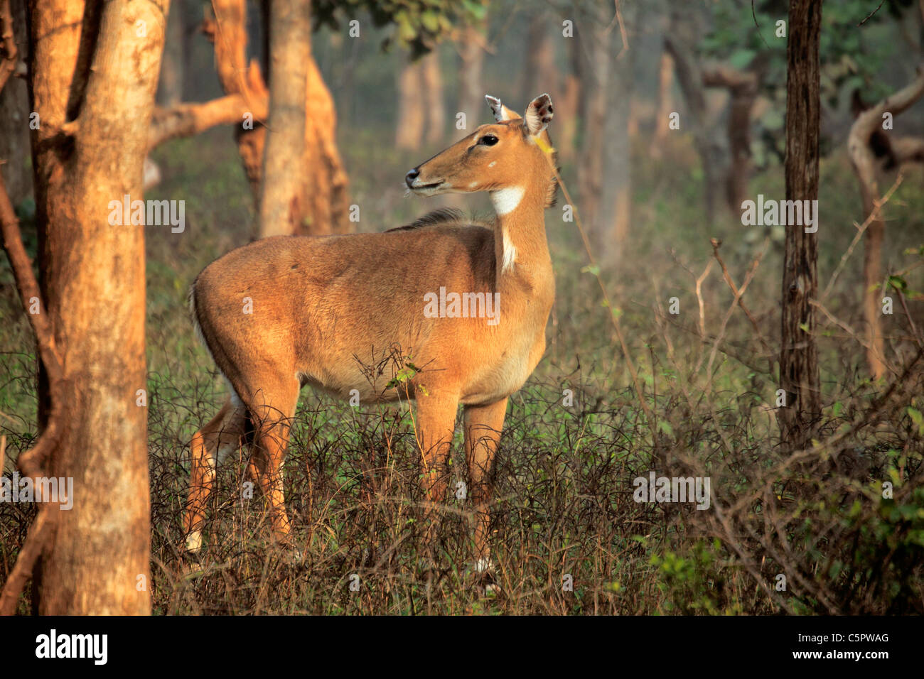 Chital, Cheetal (Achse-Achse), Ranthambore Nationalpark, Rajasthan, Indien Stockfoto