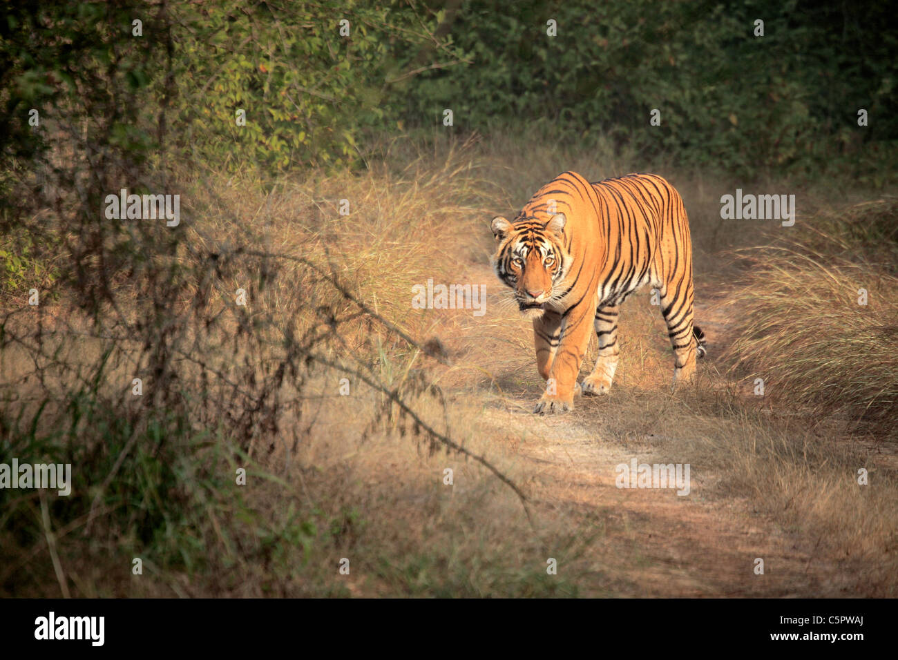 Royal Bengal Tiger (Panthera Tigris Tigris), Ranthambore Nationalpark, Rajasthan, Indien Stockfoto