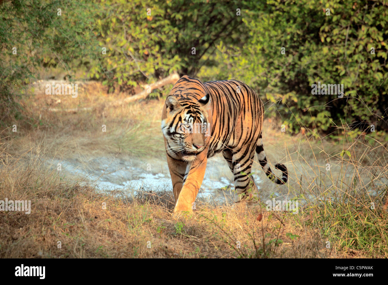 Royal Bengal Tiger (Panthera Tigris Tigris), Ranthambore Nationalpark, Rajasthan, Indien Stockfoto