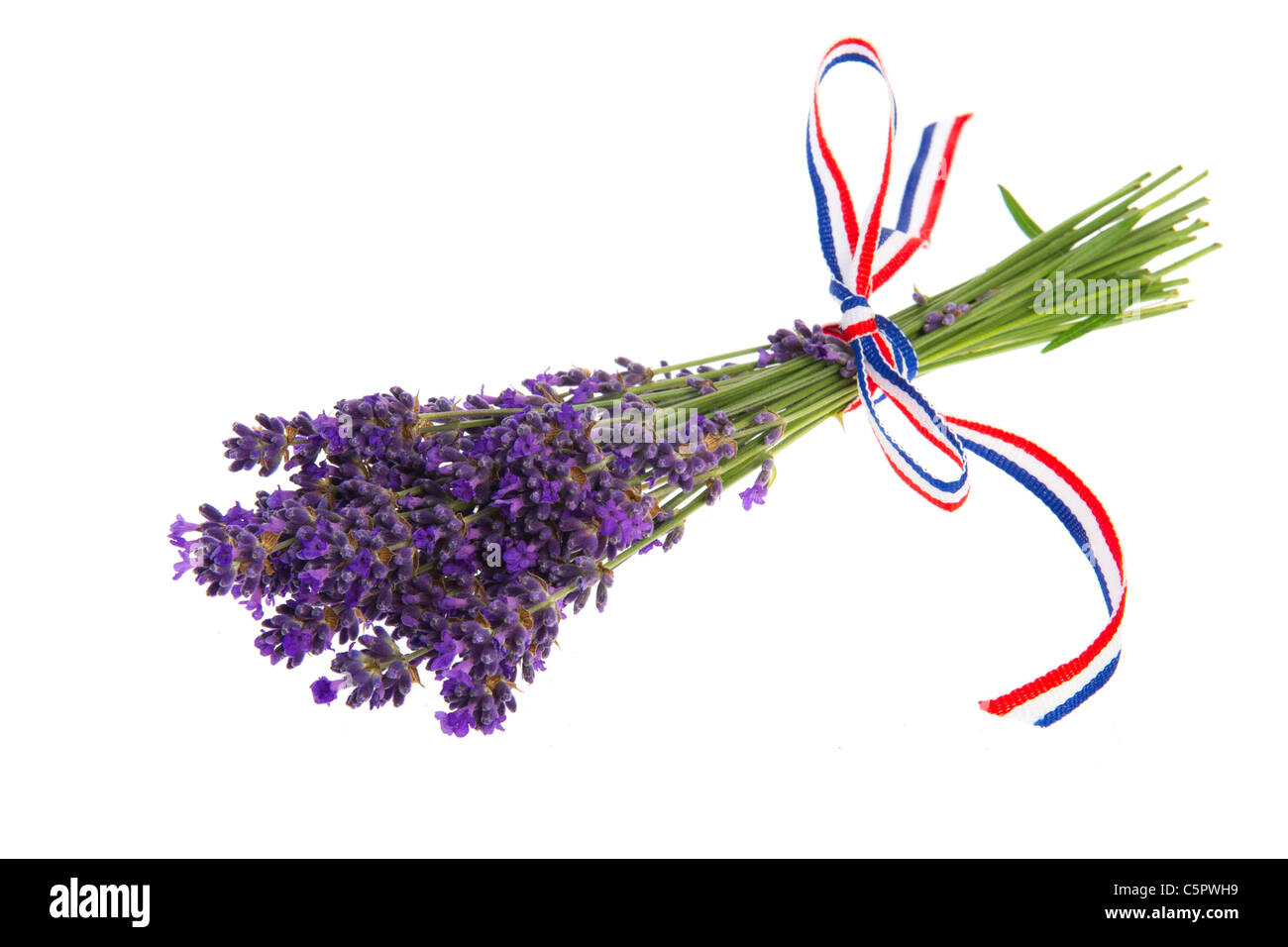 Lila Strauß Lavendel Blumen auf weißem Hintergrund Stockfoto