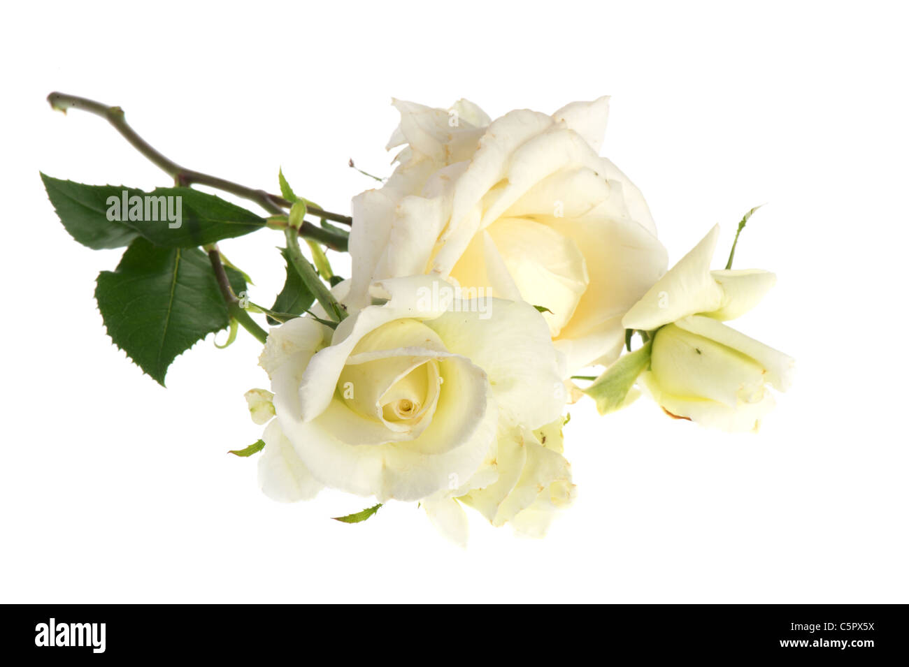 Weiße Rosen mit Blättern, die isoliert im studio Stockfoto