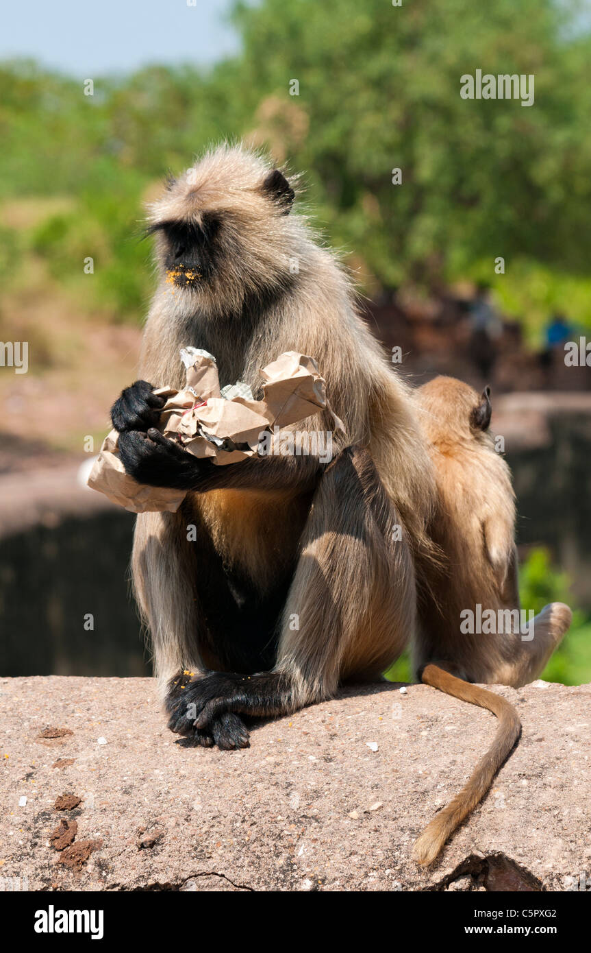 Affe, genießen Sie etwas zu Essen bei Ganesh Tempel, Ranthambore Nationalpark, Rajasthan, Indien, Asien Stockfoto