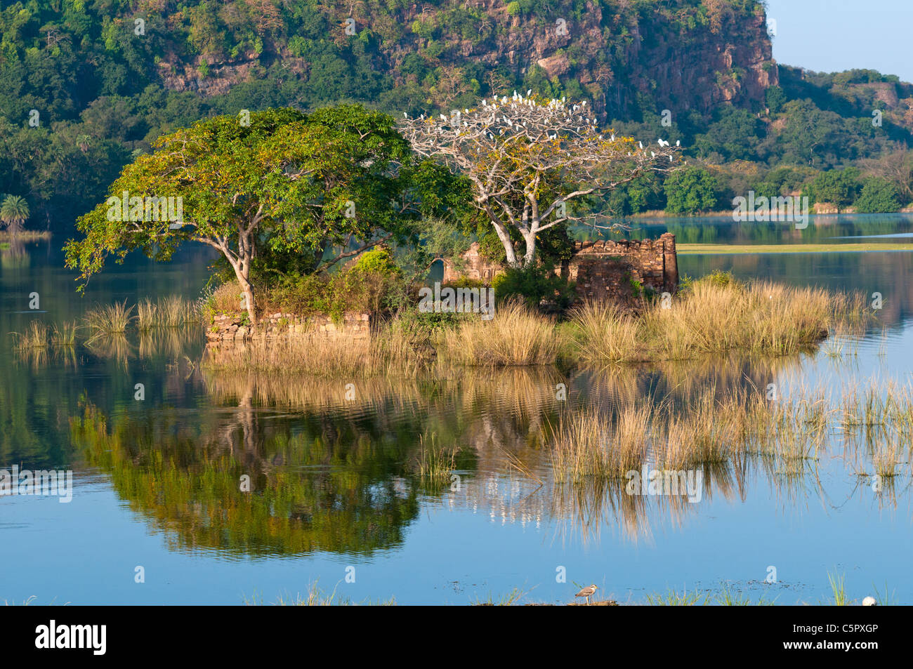 Ansicht des Padam Talao See in Richtung Ranthambhore Fort, Ranthambhore National Park, Rajasthan, Indien Stockfoto