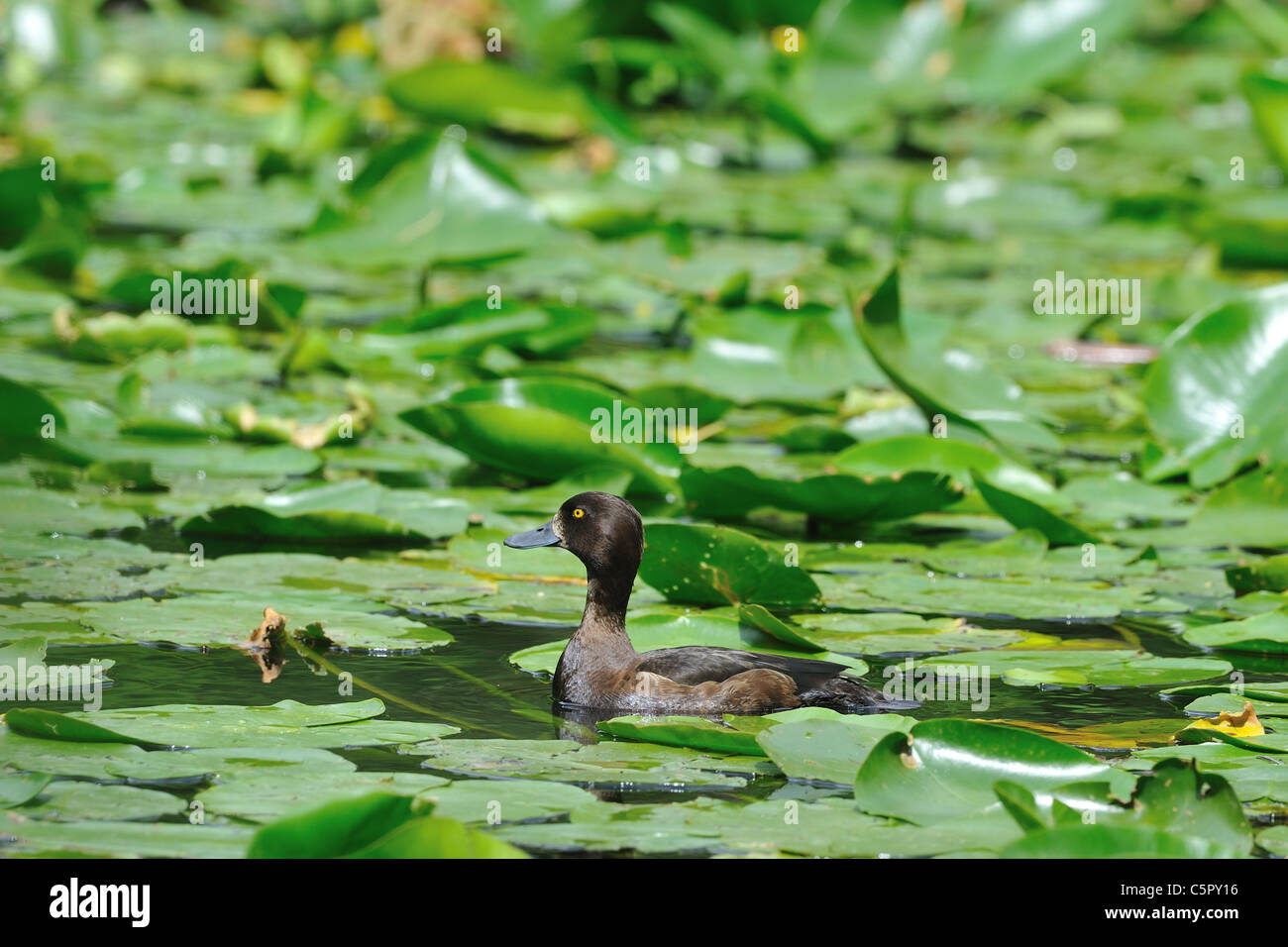 Reiherenten - getuftete Tafelenten (Aythya Fuligula) weiblich unter gelbe Seerosen schwimmen im Sommer Stockfoto