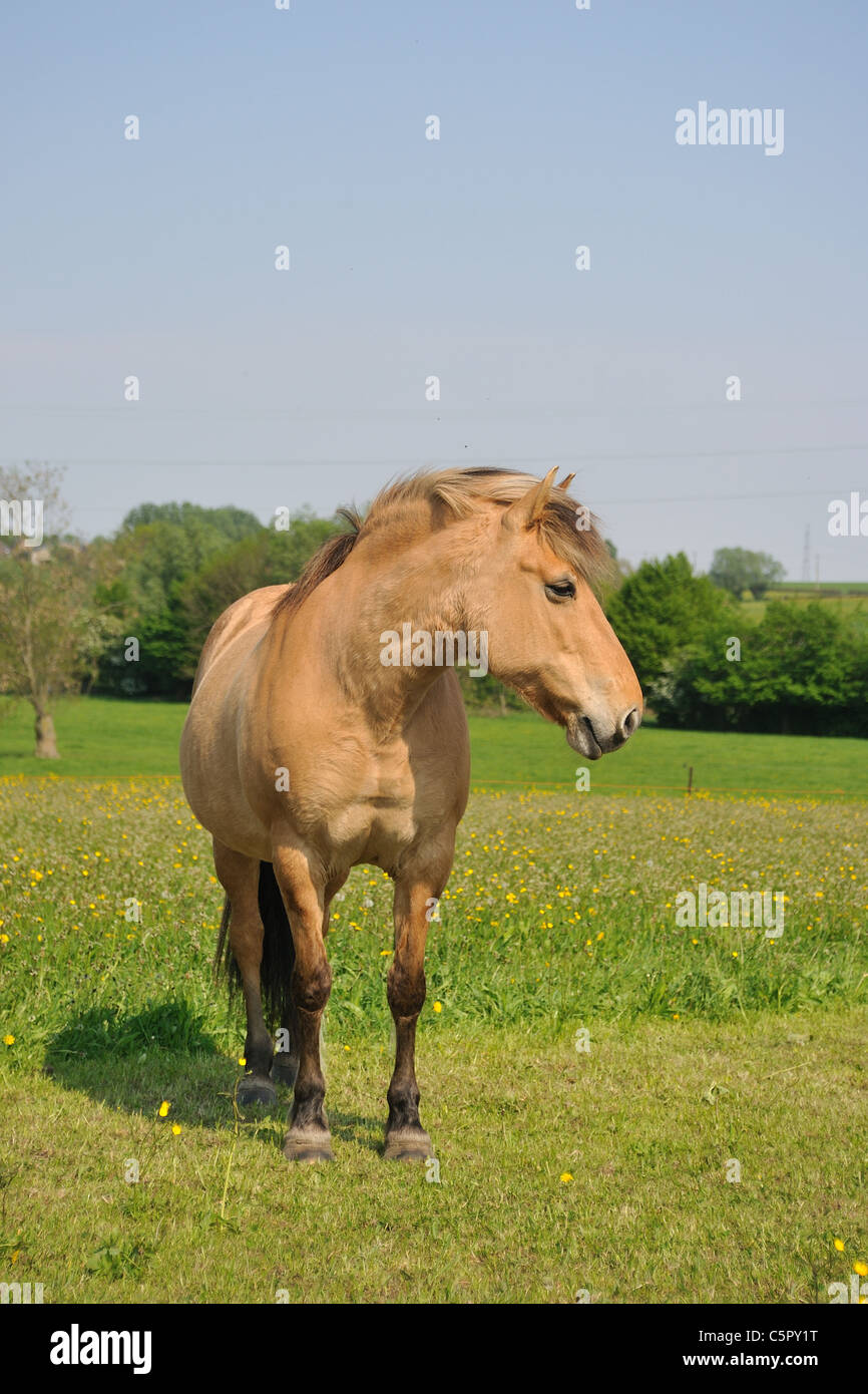 Henson Pferd (Equus Caballus) französische Rasse Pferd - Stute steht auf einer Wiese im Frühling Stockfoto