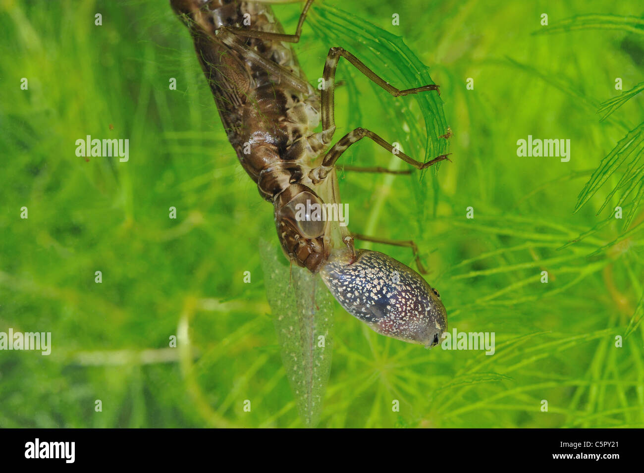 Libelle Larven fressen unter Wasser eine Kaulquappe Grasfrosch (Anax sp) in einem kleinen Teich Stockfoto