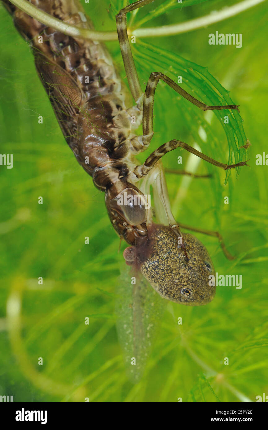 Libelle Larven fressen unter Wasser eine Kaulquappe Grasfrosch (Anax sp) in einem kleinen Teich Stockfoto
