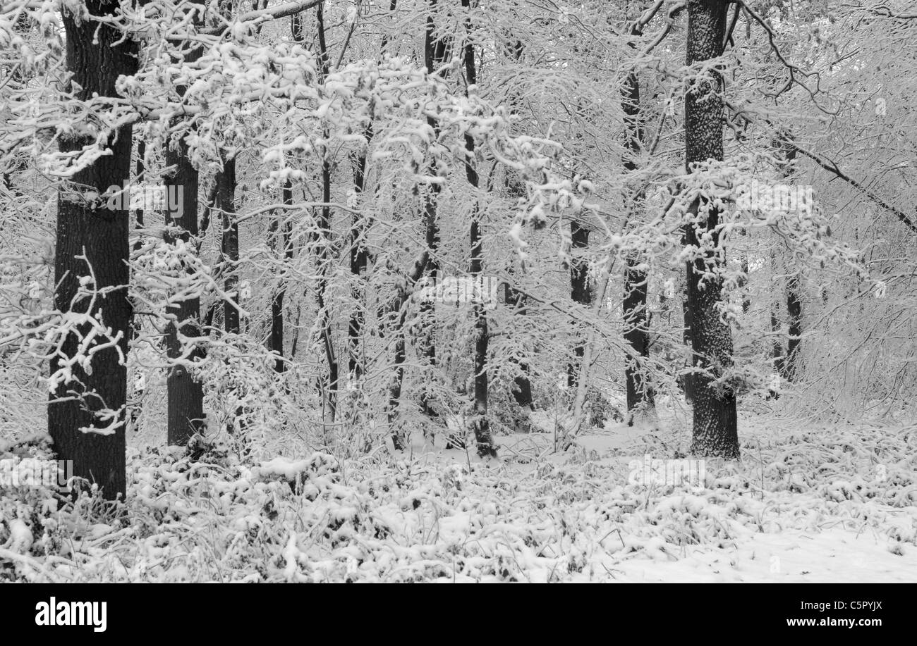 Bäume auf dem Beacon Hill, Charnwood Forest nach starkem Schneefall. Schöne Winter-Licht. Stockfoto