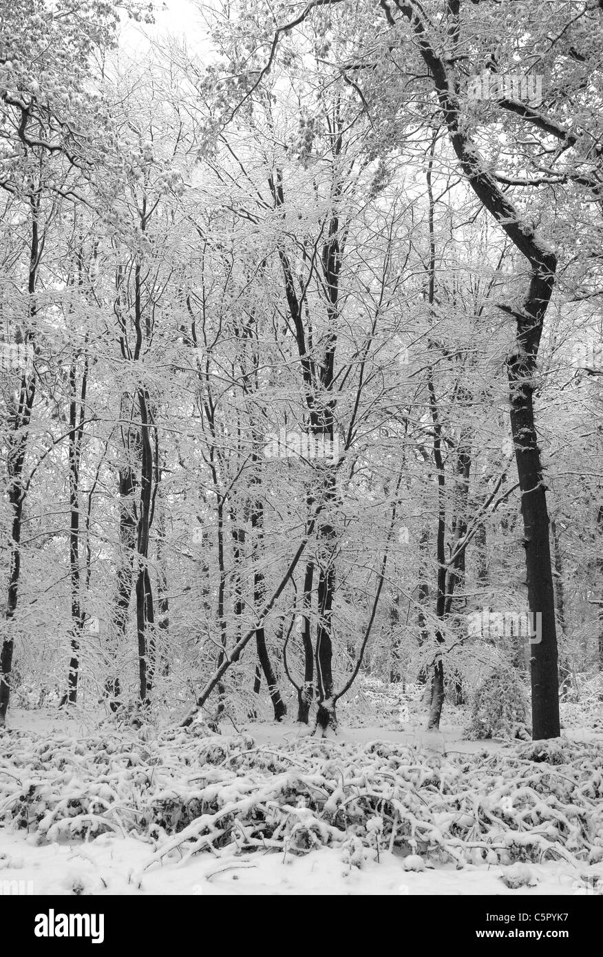 Bäume auf dem Beacon Hill, Charnwood Forest nach starkem Schneefall. Schöne Winter-Licht. Stockfoto