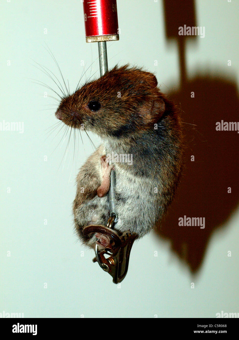Rötelmaus nimmt Gewicht an lab Stockfoto