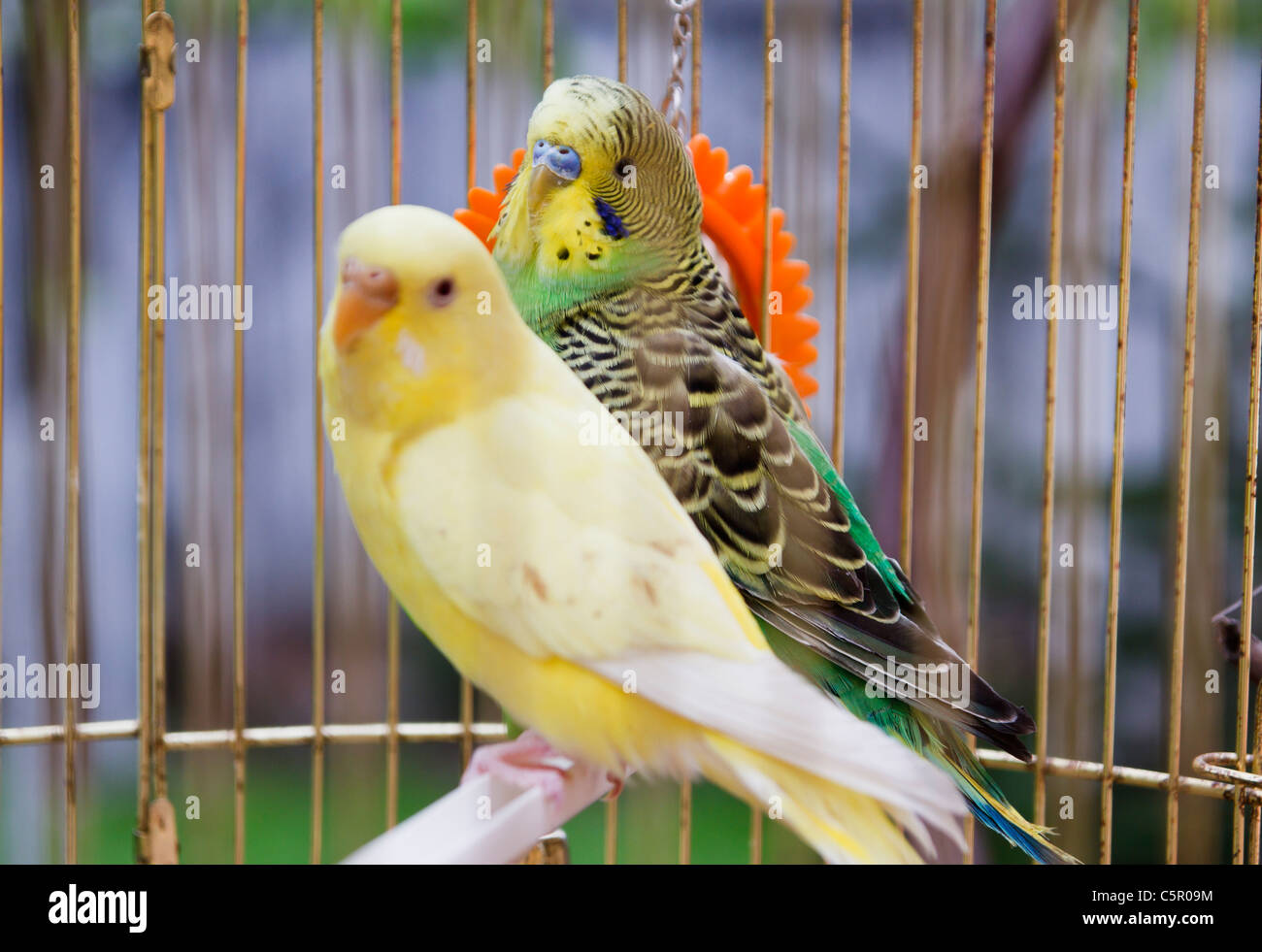 gelbe und grüne Papageien in Käfig im freien Stockfoto
