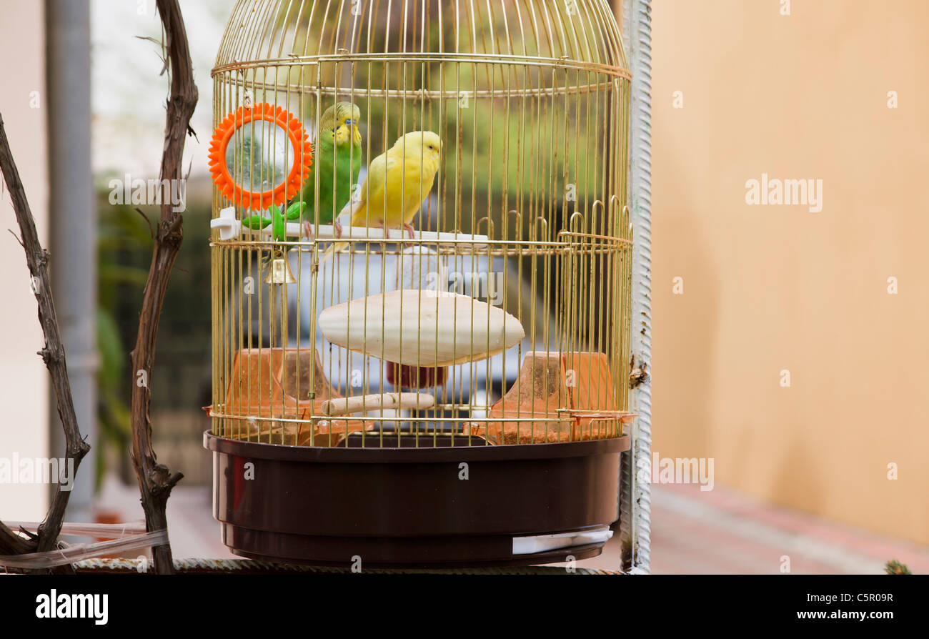 gelbe und grüne Papageien in Käfig außerhalb Stockfoto