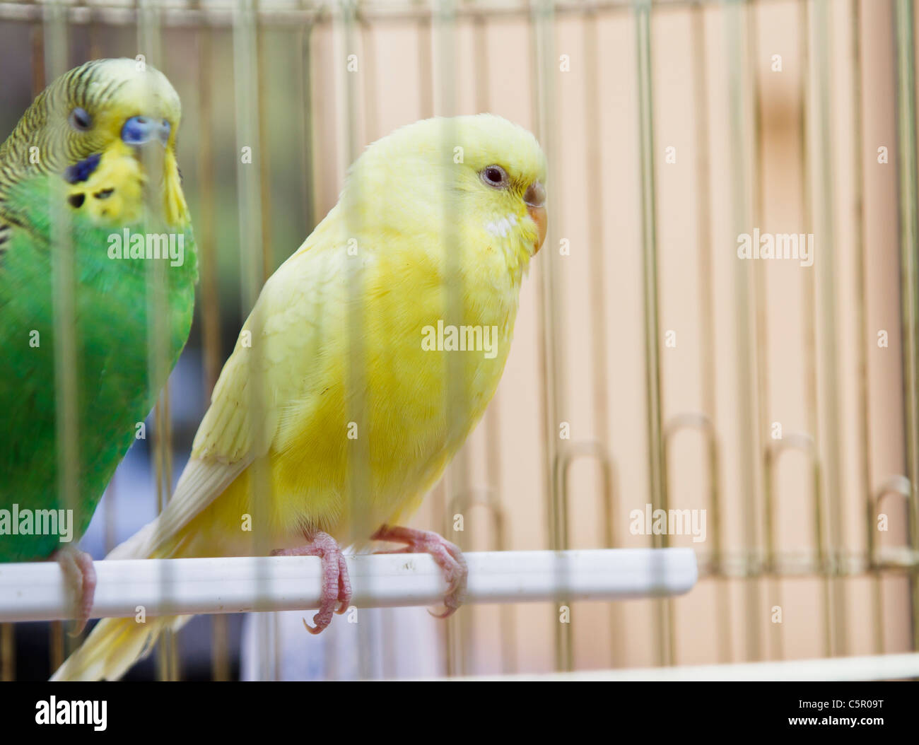 gelbe und grüne Papageien in Käfig außerhalb Stockfoto