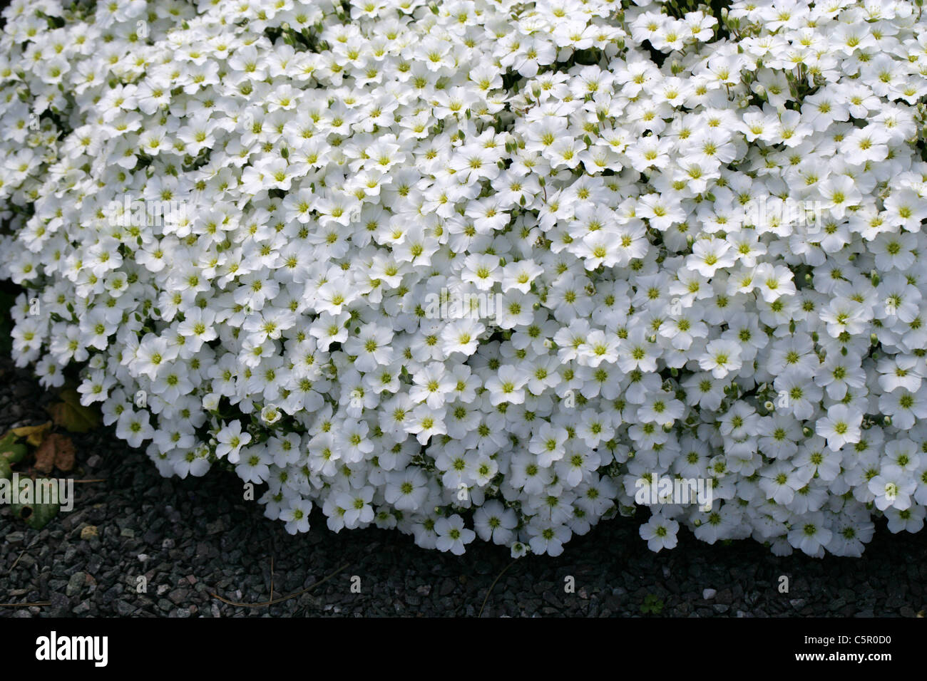 Berg Sandwort, Arenaria Montana, Caryophyllaceae. Süd-West-Europa. Stockfoto