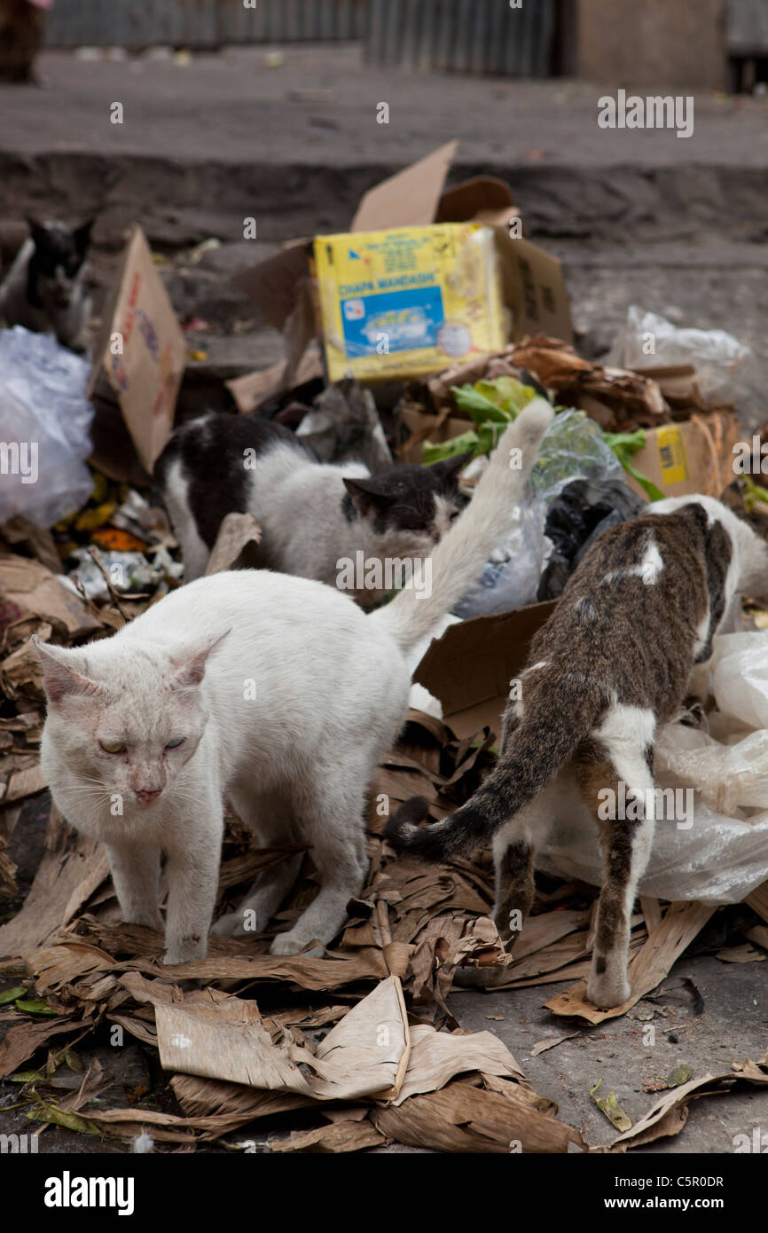 Katzen in einem Haufen Müll außerhalb der Fleischmarkt in Stonetown, Zanzibar aufräumen. Stockfoto