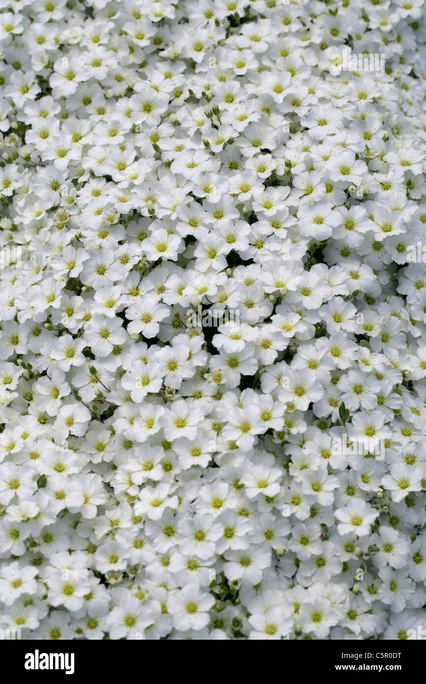 Berg Sandwort, Arenaria Montana, Caryophyllaceae. Süd-West-Europa. Stockfoto