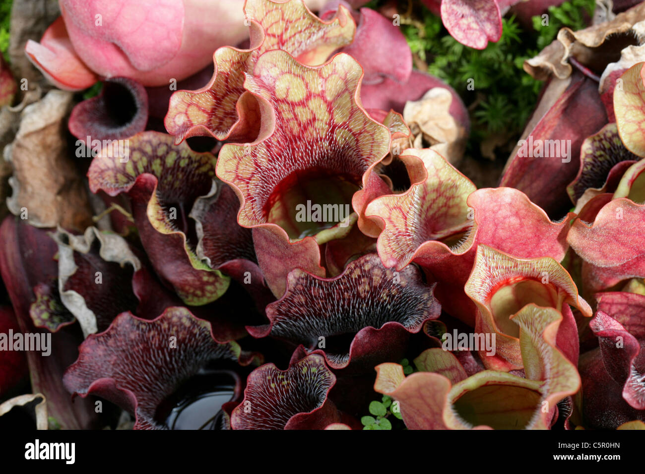 Gemeinsamen Schlauchpflanze, Sarracenia Purpurea, Sarraceniaceae. Irland und Nordamerika. Auch bekannt als Huntsman´s-Cup. Stockfoto