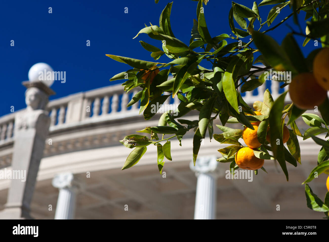 Ein Orangenbaum mit Früchten außerhalb der Neptune Pool, Hearst Castle, San Simeon, Kalifornien, Vereinigte Staaten von Amerika Stockfoto