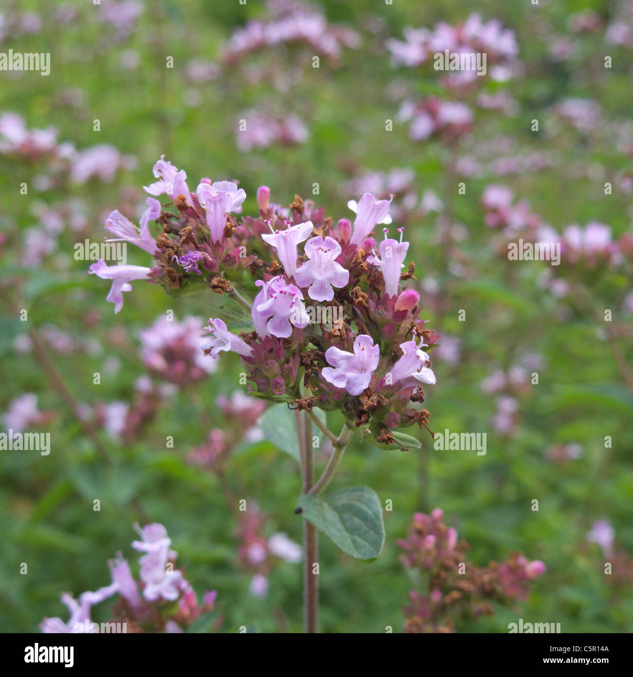 Thymian-Kraut (Thymus Vulgaris) in Blüte, Großbritannien Stockfoto