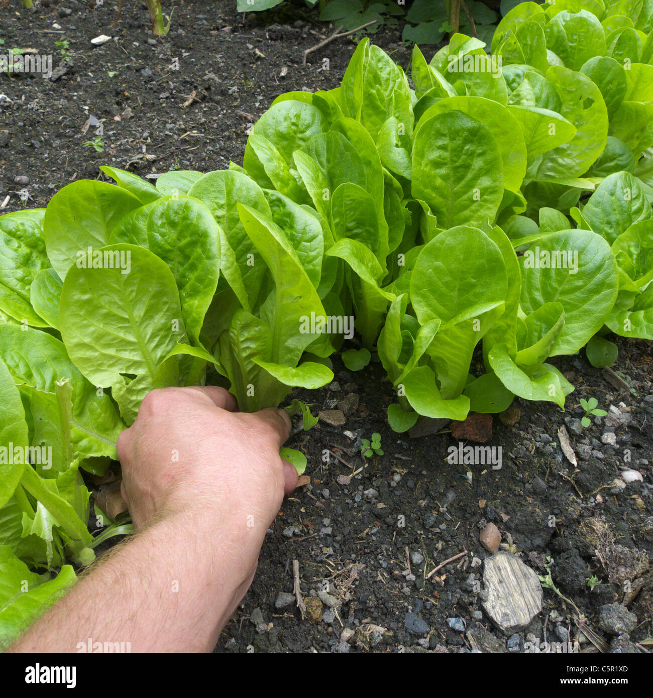 Kaukasischen Männchen Ausdünnung Out/Kommissionierung "kleines Juwel" Salate, UK. MODEL RELEASED Stockfoto