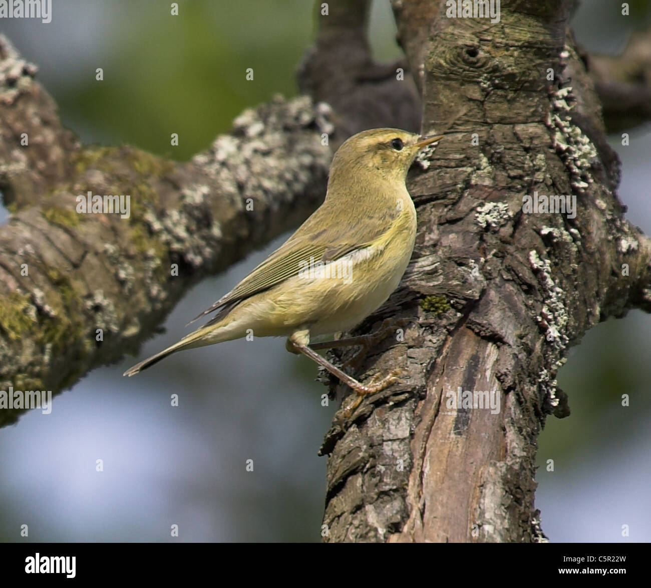 Fitis Phylloscopus Trochilus, Stockfoto