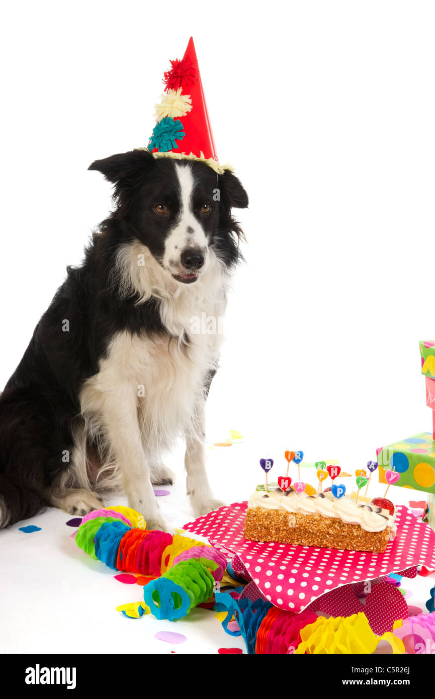 BorderCollie ist einen bunteren Geburtstag hat Stockfoto, Bild
