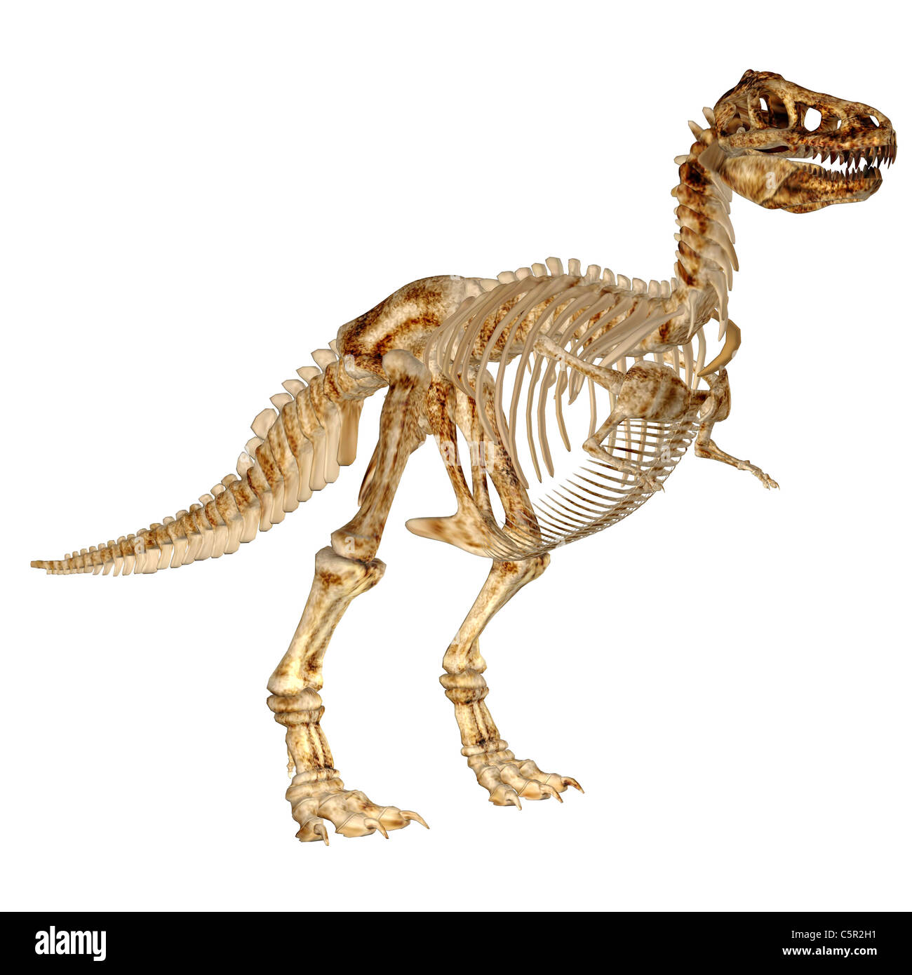 Beispiel für das Skelett eines Tyrannosaurus Rex (t-Rex) isoliert auf weißem Hintergrund Stockfoto