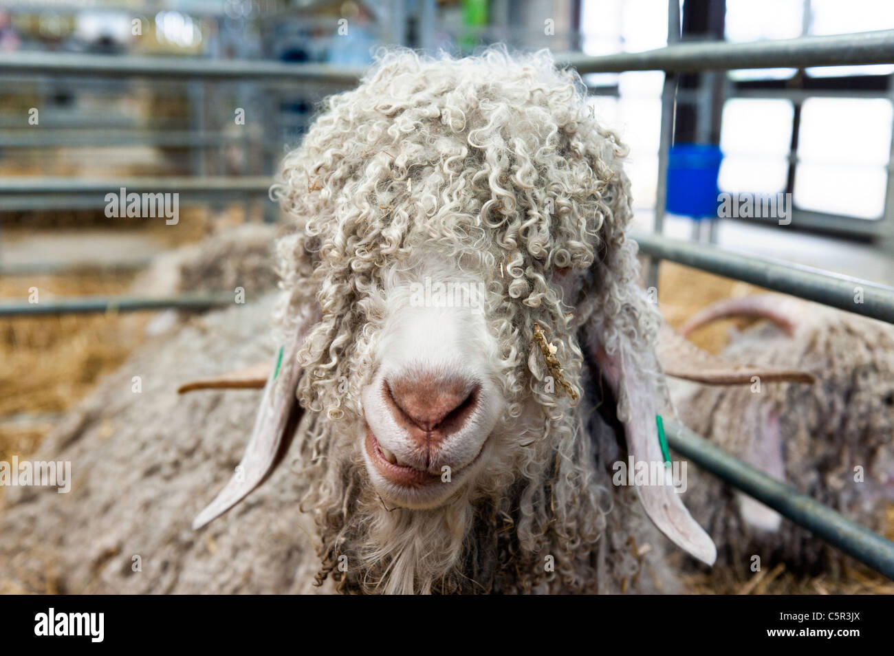 Angora-Ziege im Stift am Royal Welsh Show 2011 Stockfoto