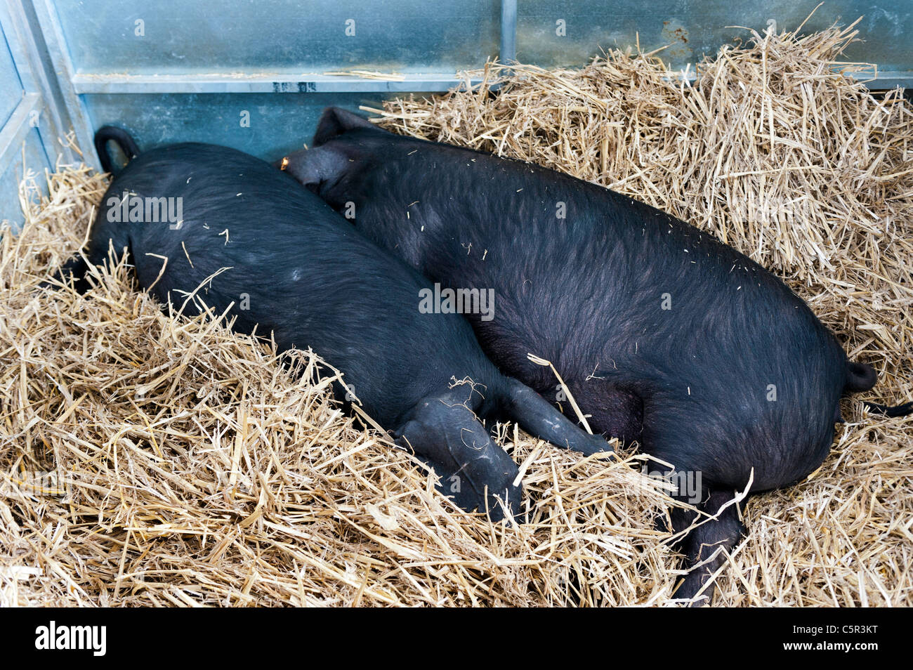 Glückliche Schweine Entspannung in Ständen am Royal Welsh Show 2011 Stockfoto