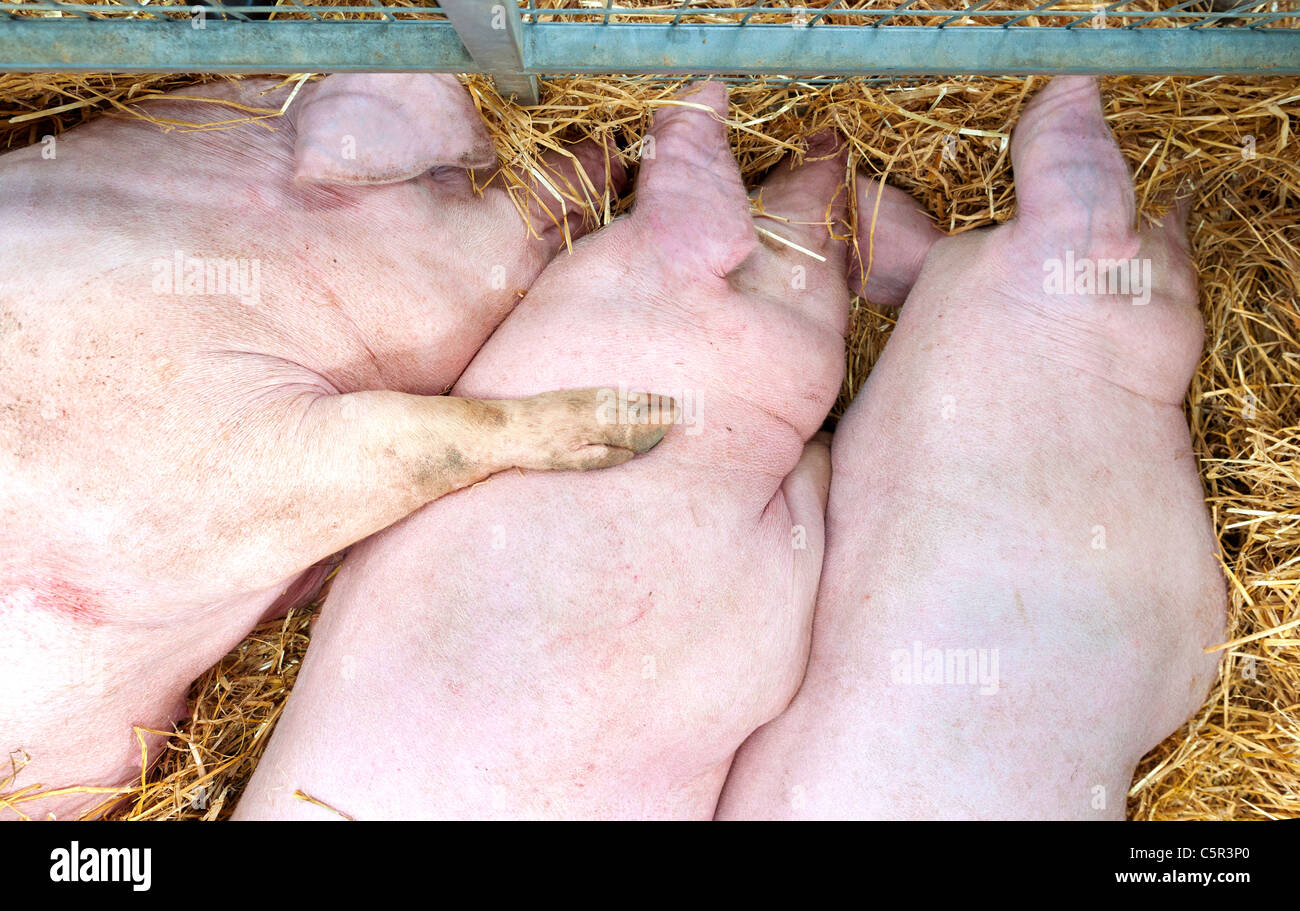 Glückliche Schweine Entspannung in Ständen am Royal Welsh Show 2011 Stockfoto