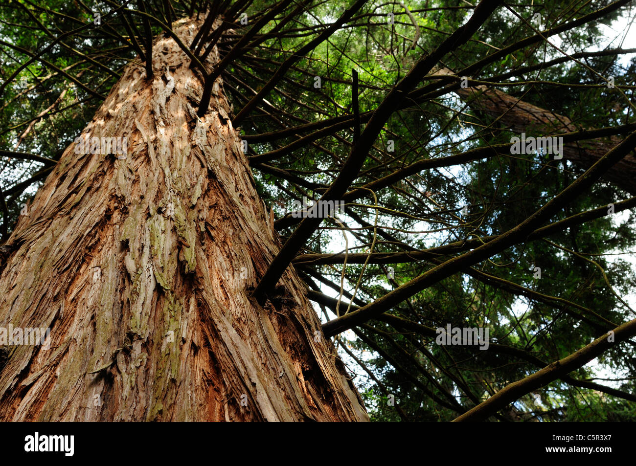 Kalifornische Küste Redwood (Sequoia Sempervirens) Stockfoto