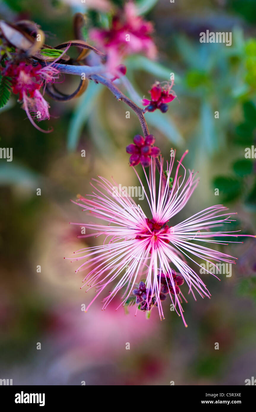 Pink Fairy Duster (Calliandra Eriophylla), einzelne Blume Stockfoto