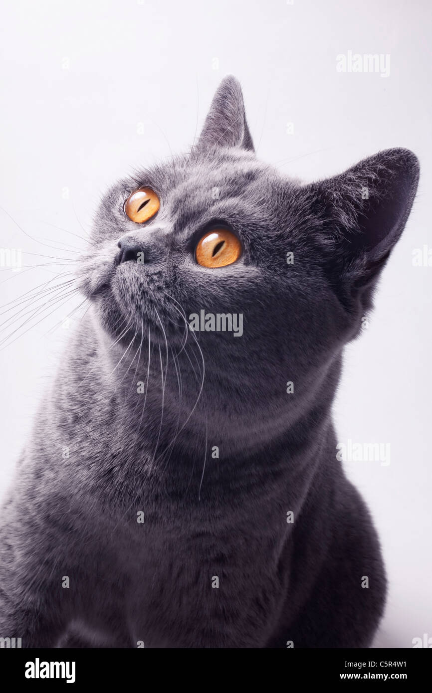 Porträt von schöne junge kurzhaarige britische graue Katze mit gelben Augen auf weißem Hintergrund Stockfoto