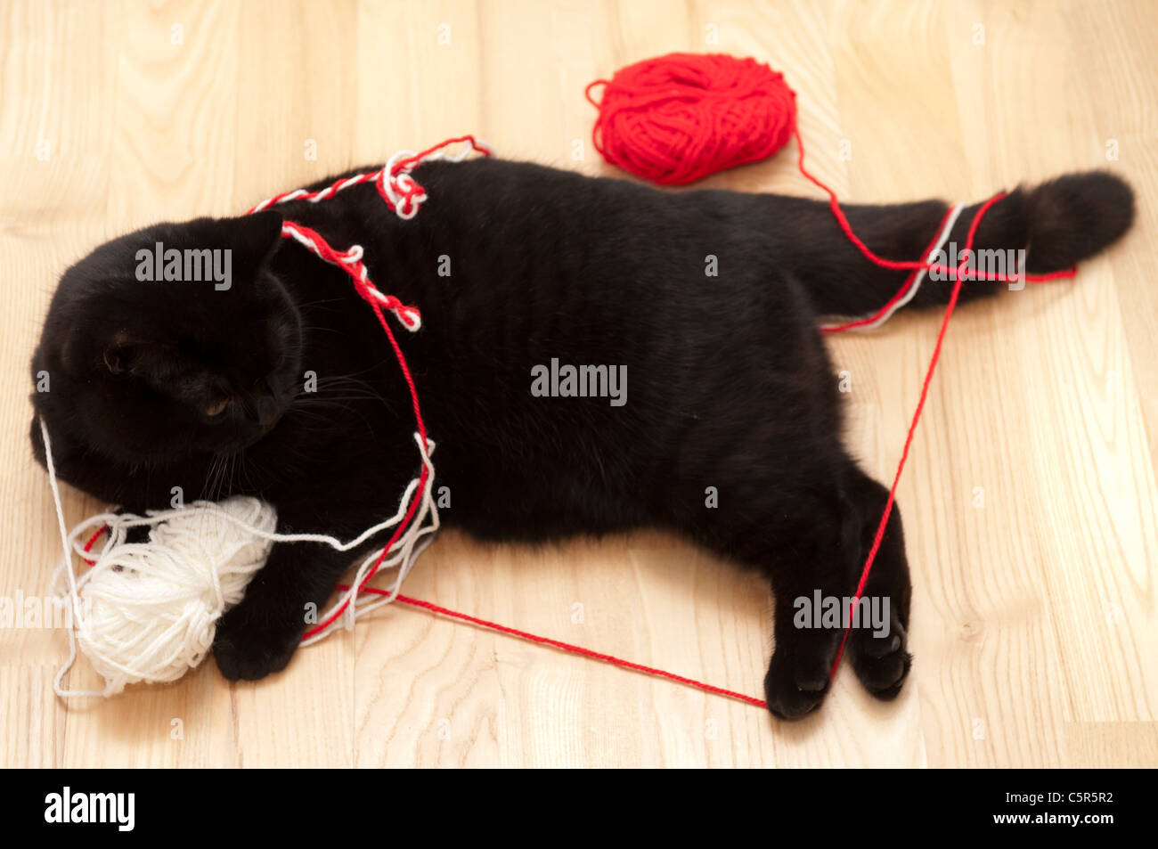 Schwarze Britisch Kurzhaar Katze spielt mit roten und weißen Garn Stockfoto