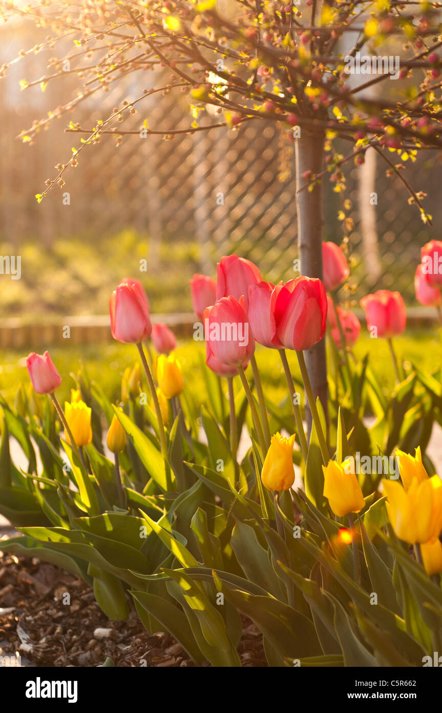 Naturallu wachsende rote und gelbe Tulpen im Garten blühen im Frühling Stockfoto