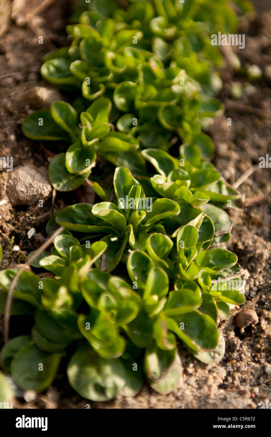 Feldsalat oder Lamm-Salat wächst in einem Garten Stockfoto