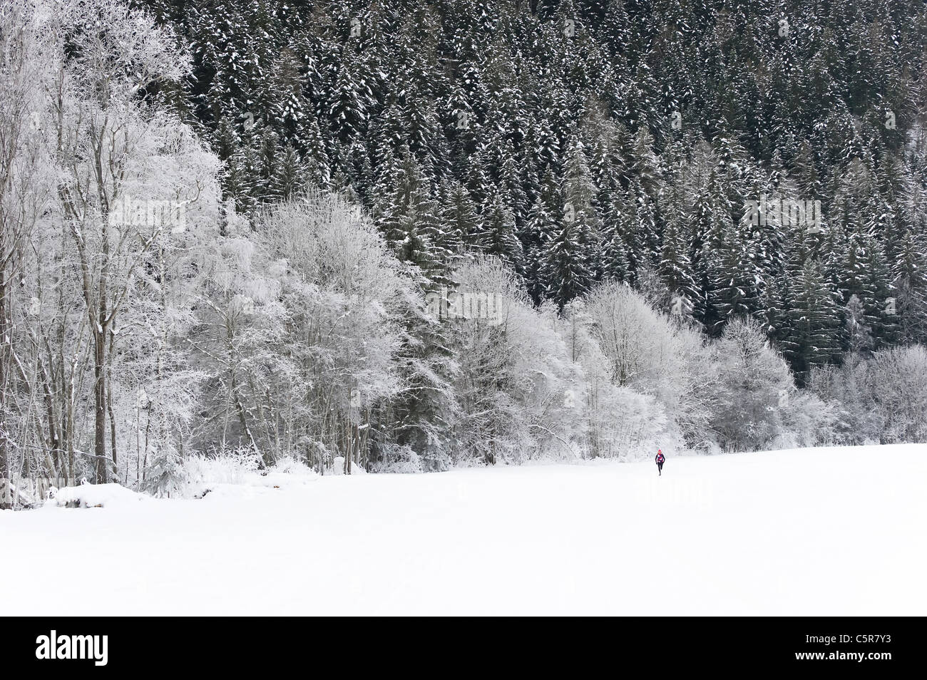 Jogger läuft durch atemberaubende verschneite Winterlandschaft. Stockfoto